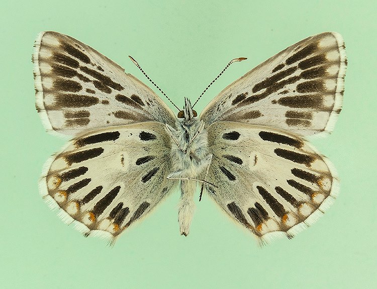 Polyommatus coridon (aberrant, verso) [Internet image property of respective owner, non commercial use only]